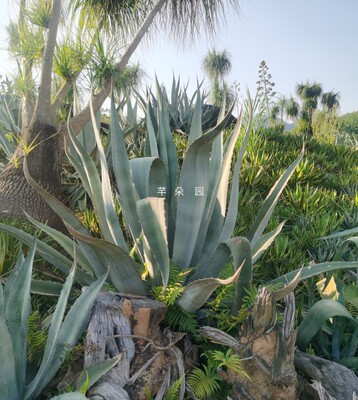 耐寒芊朵园美国龙沙生沙漠植物