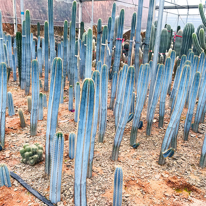 金青阁仙人柱植物 蓝色系沙生植物可盆栽 可放室内净化空气除甲醛