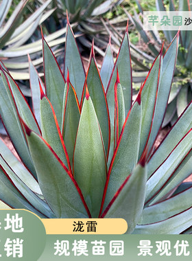 龙舌兰庭院阳台景观芊朵园泷雷