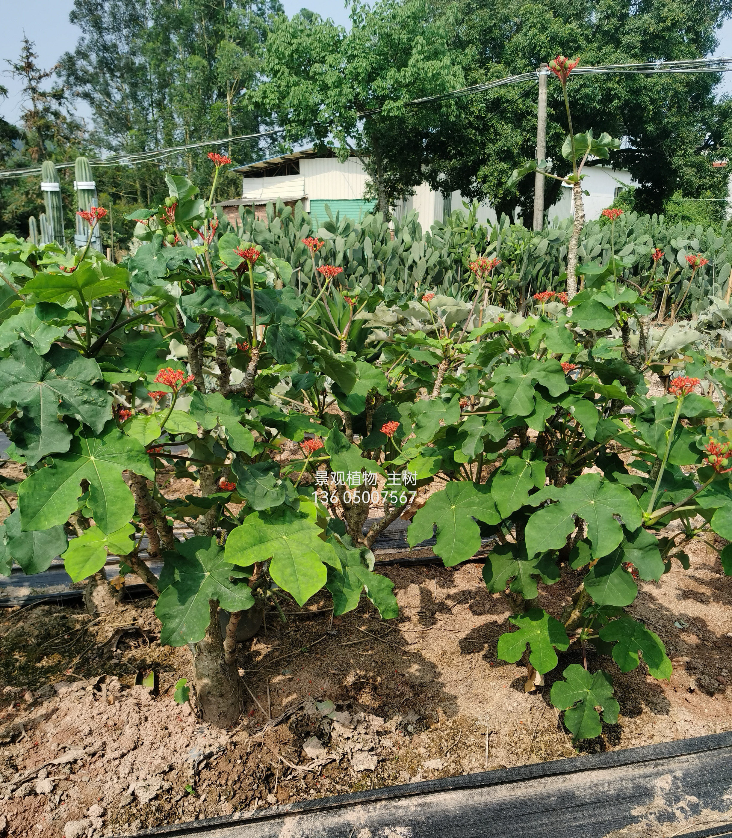 佛肚海棠  无刺沙生植物  耐旱 耐阴会开花  多姿多彩