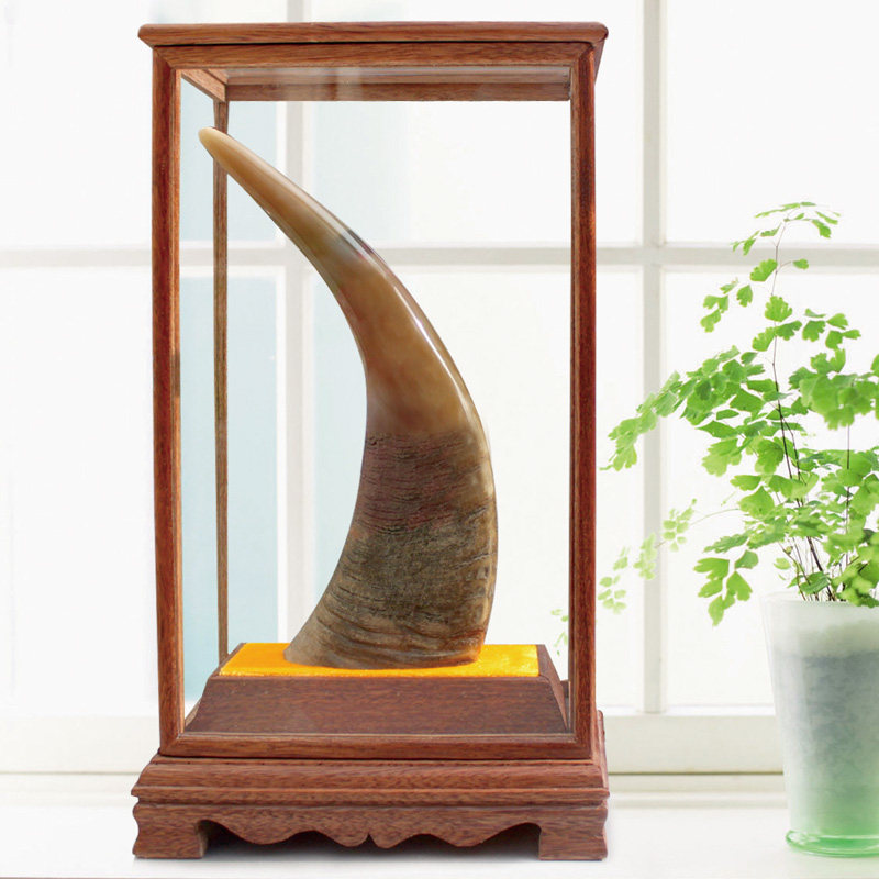 牛气冲天天然白水牛角摆件玄关书房家居摆设商务礼品送玻璃框架