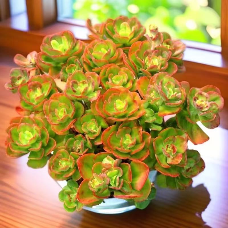 【大盆老桩红梅】带原盆原土室内室外阳台盆栽新手好养云南基地