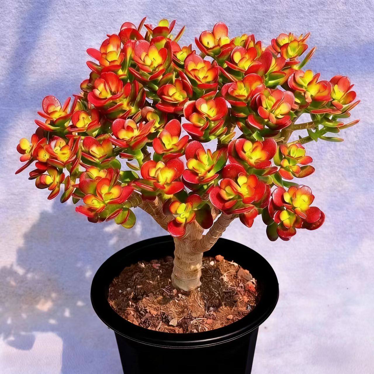 【老桩红叶玉树】带原盆原土发货室内外好养盆栽云南基地直发,鲜花速递/花卉仿真/绿植园艺,多肉植物,淘宝优惠券,粉丝福利购,淘宝优惠卷