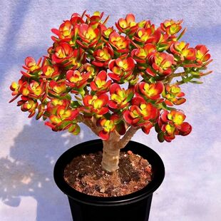 带原盆原土发货室内外好养盆栽云南基地直发 老桩红叶玉树