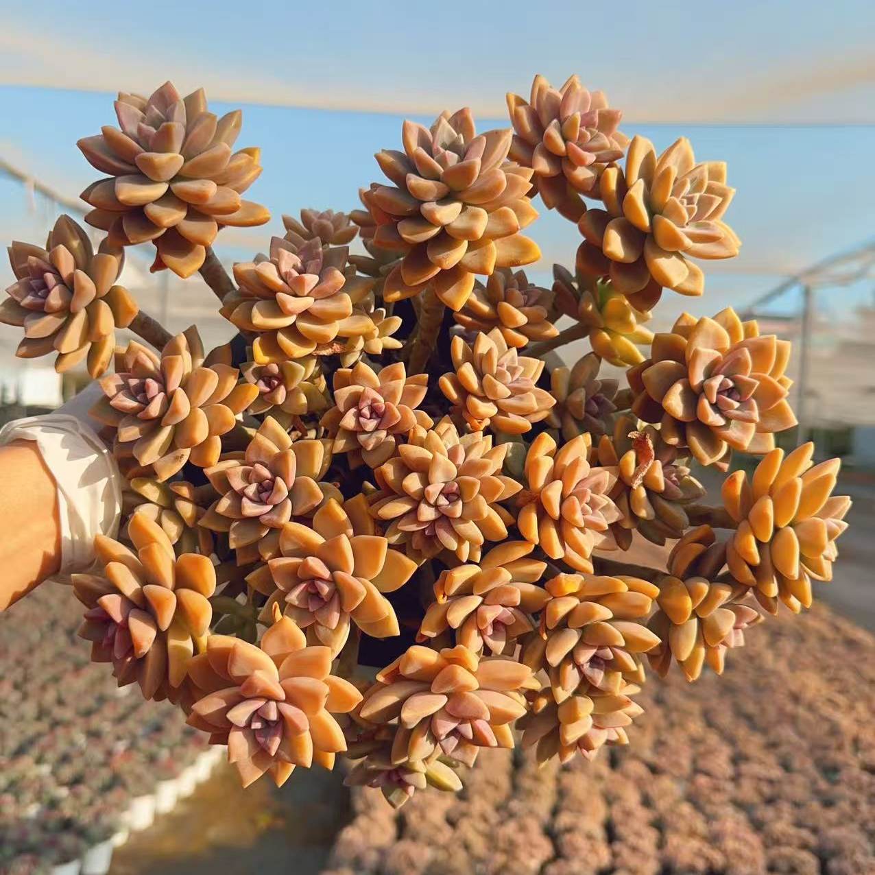 【大老桩淡雪】 带原盆原土室内室外好养耐热耐动 云南基地直发,鲜花速递/花卉仿真/绿植园艺,多肉植物,淘宝优惠券,粉丝福利购,淘宝优惠卷