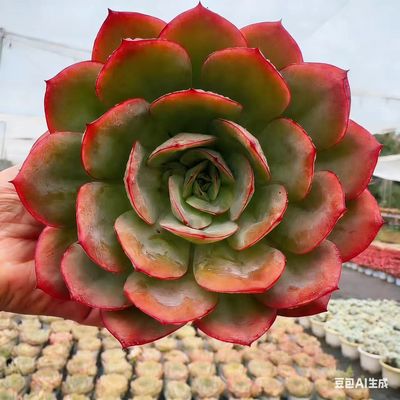 【牡丹亭买一送一】带原盆原土室内外阳台新手好养云南基地直发