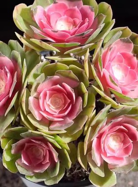 【多头法师锦】带原盆原土室内室外阳台新手好养盆栽云南基地直发