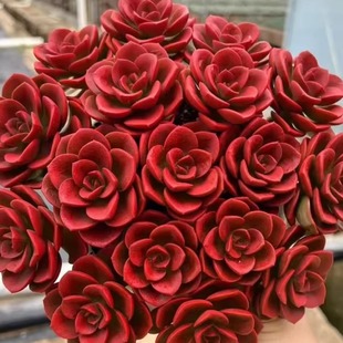 【大盆红酒玫瑰】室内室外新手好养活地栽盆栽云南基地直发