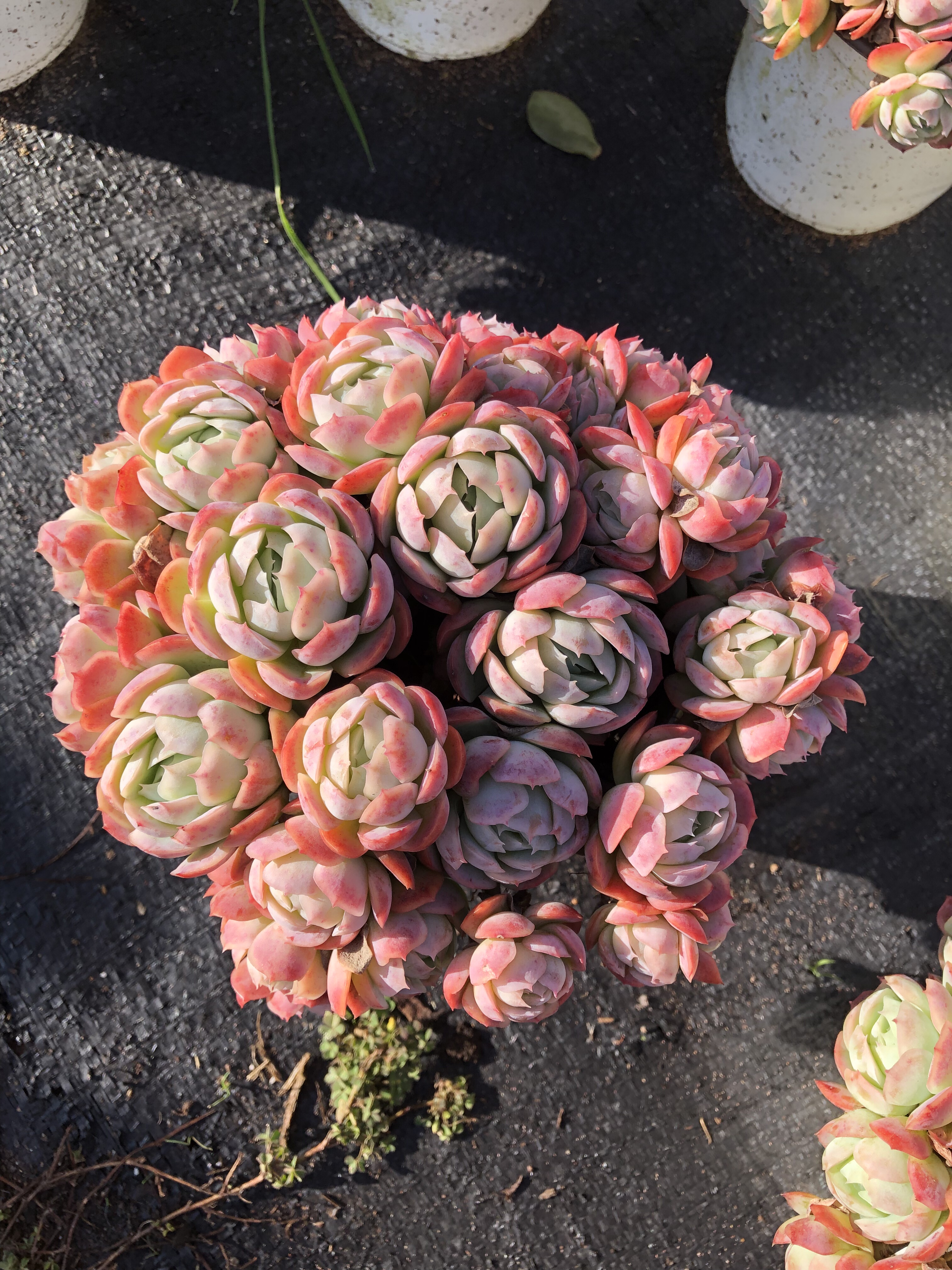 【香水贝瑞】带香味 带原盆原土室内外新手好养盆栽云南基地直发