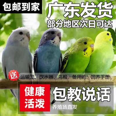 虎皮鹦鹉活鸟鸟活物家养中小型