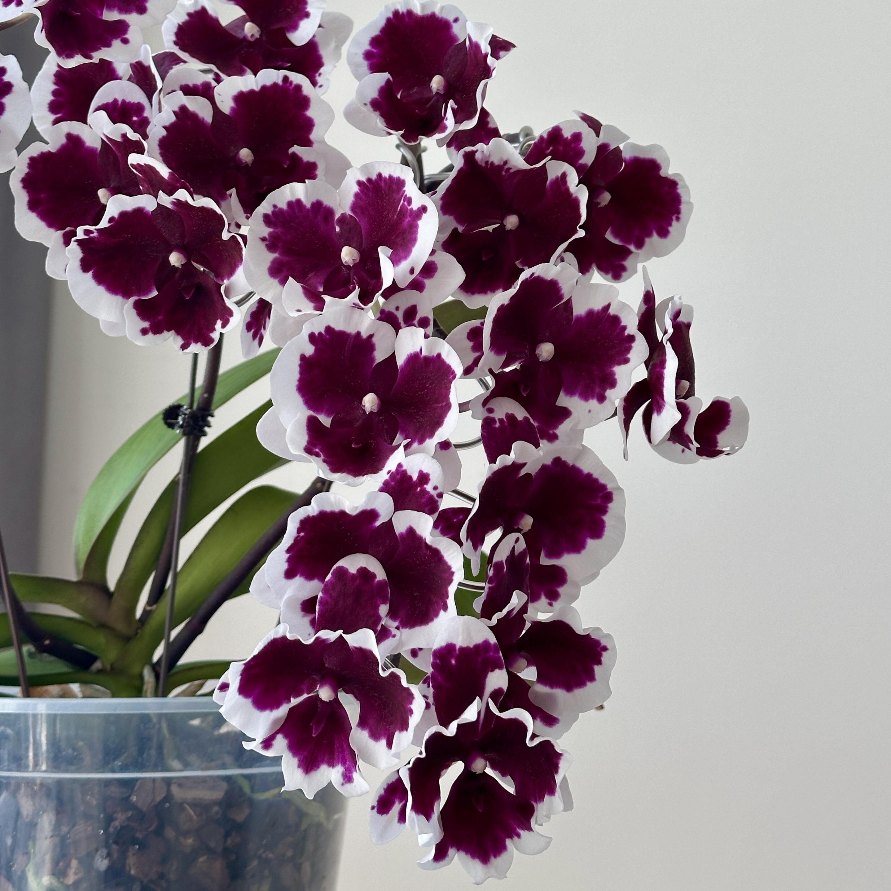 黑白郎君蝴蝶兰2.5寸杯带花箭苗未开花对版品种洋兰冬季送保温,鲜花速递/花卉仿真/绿植园艺,国兰/杂交兰/洋兰类,淘宝优惠券,粉丝福利购,淘宝优惠卷