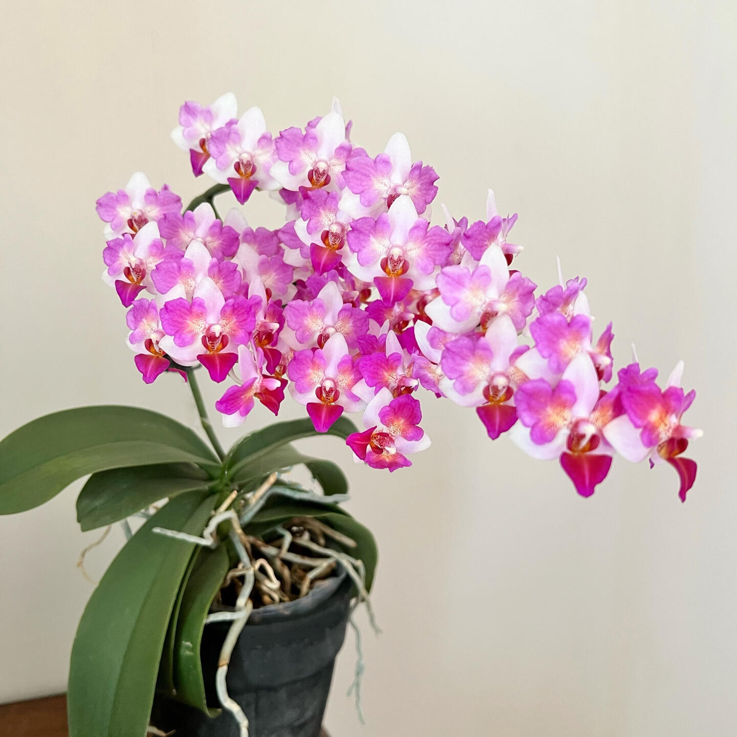 刘氏莓果蝴蝶兰2.5寸杯中小花型台湾奇珍品种洋兰花卉