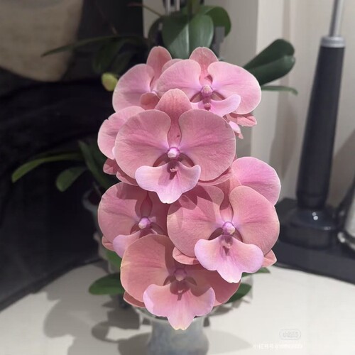 骏橙蝴蝶兰2.8寸杯带花箭苗对版洋兰花卉当前无花栽培后可开花