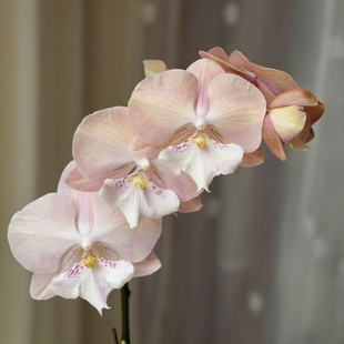 彩虹独角兽蝴蝶兰3.0寸杯带花箭栽培后可开花对版洋兰花色渐变