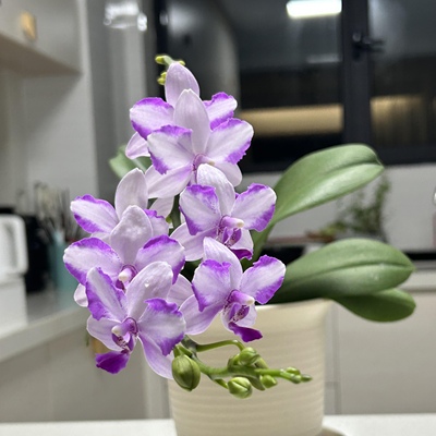 紫水晶紫水仙韩国水晶蝴蝶兰带花箭抽梗苗有花香对版洋兰花卉