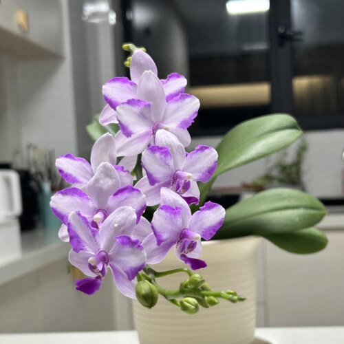 紫水晶蝴蝶兰带花箭抽梗苗有花香对版洋兰花卉