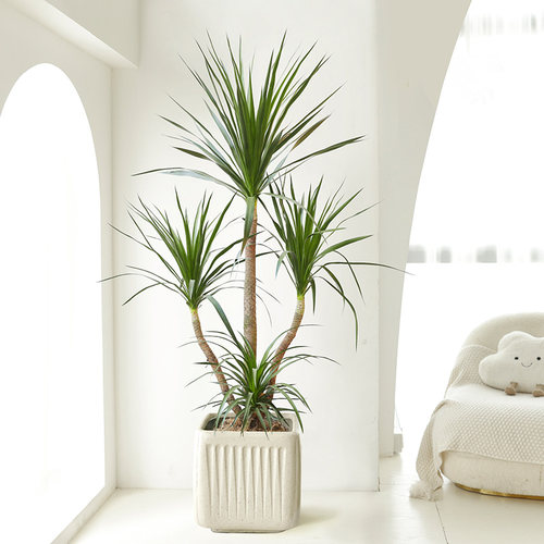 多头龙血树四季好养观赏造型绿植