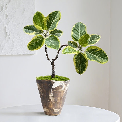 黄金榕盆栽桌面绿植--可挑选树形