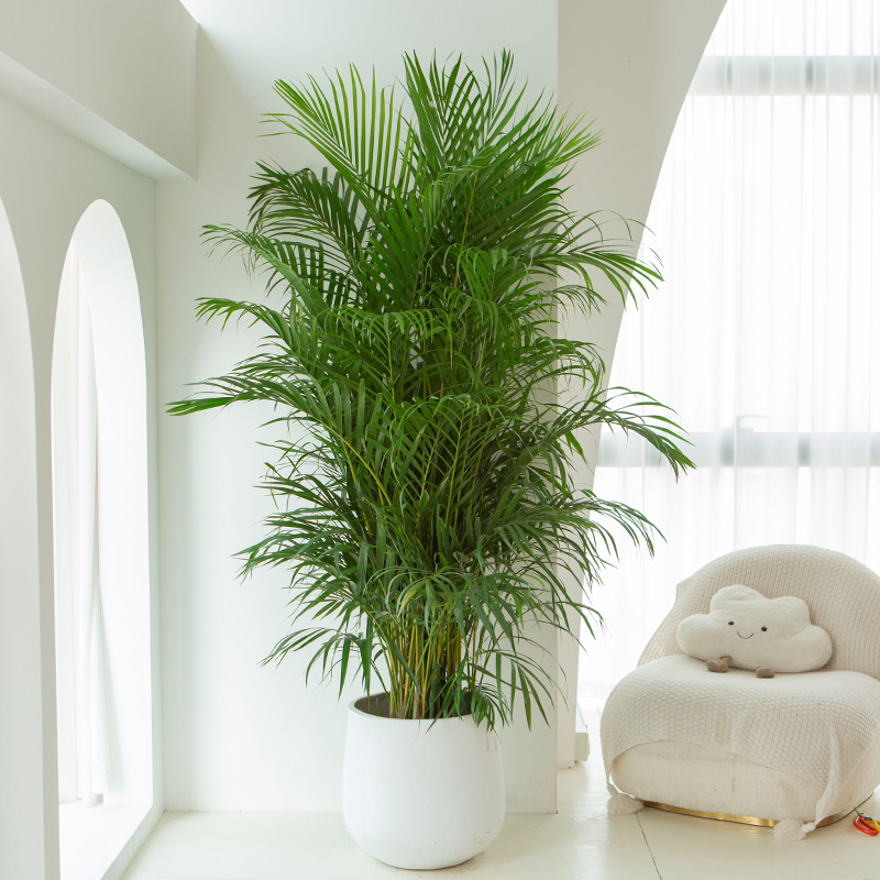 绿植客厅乔迁开张送礼甲醛散尾葵