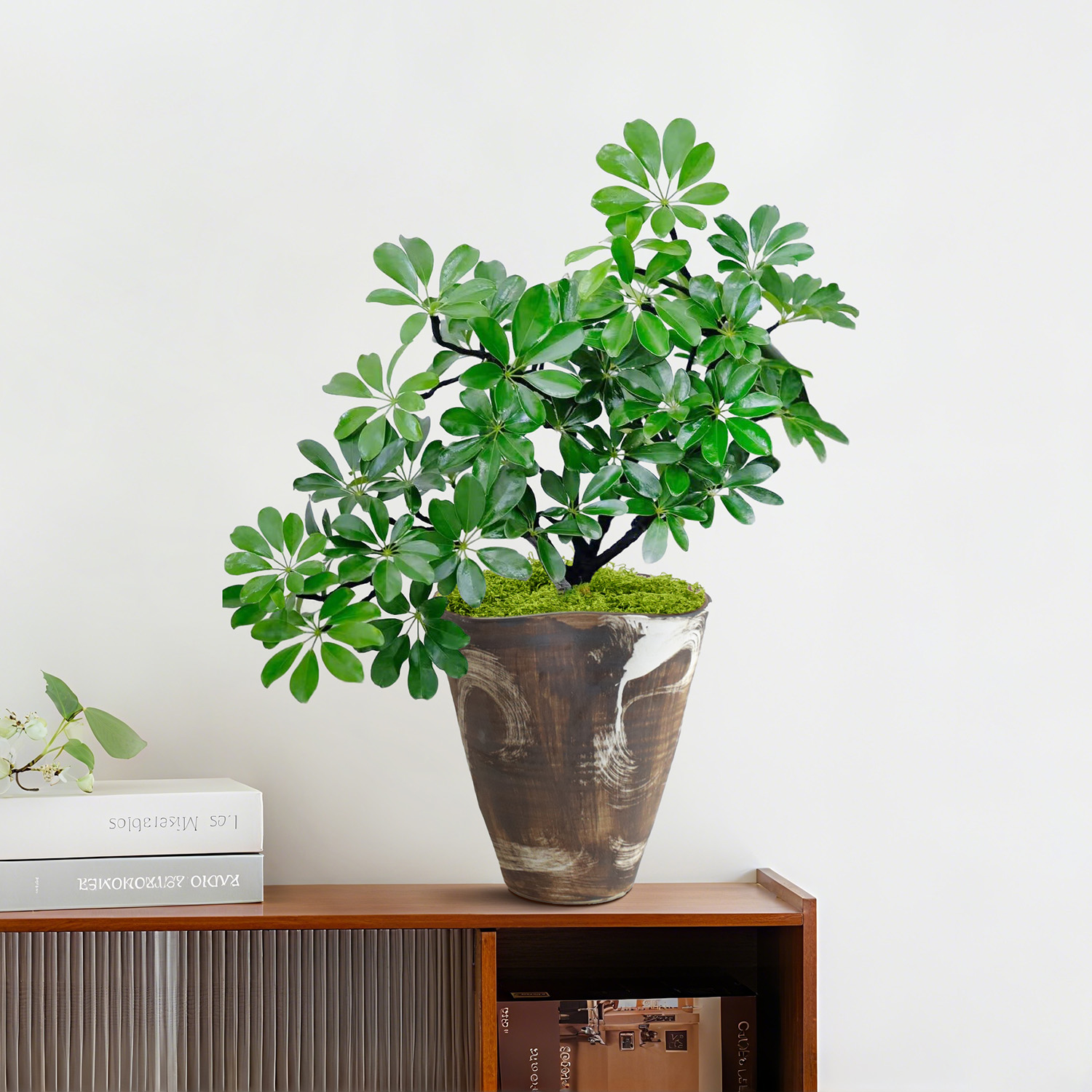 鸭脚木盆栽客厅旺宅桌面好养植物