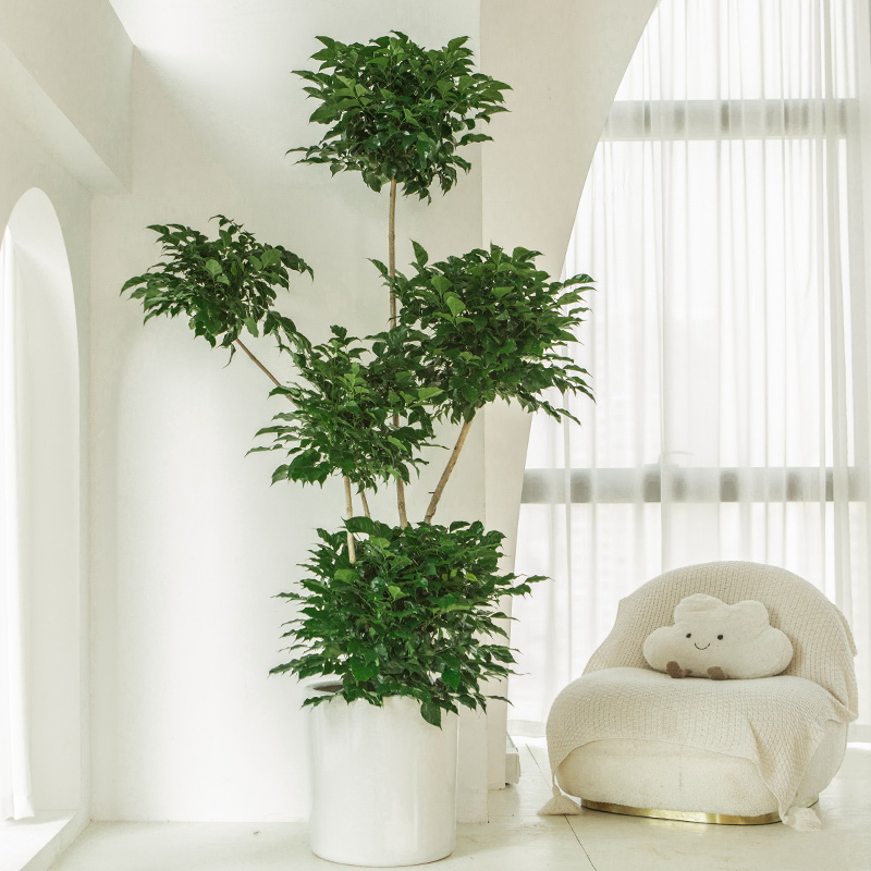 幸福树大盆栽客厅室内大型绿植老桩好养办公室真植物落地多层绿宝