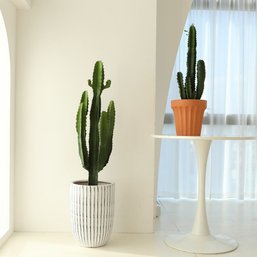 大戟阁仙人柱懒人好养极简风绿植