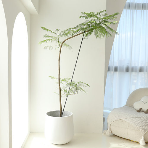 造型蓝花楹喜阳喜水日式风格绿植