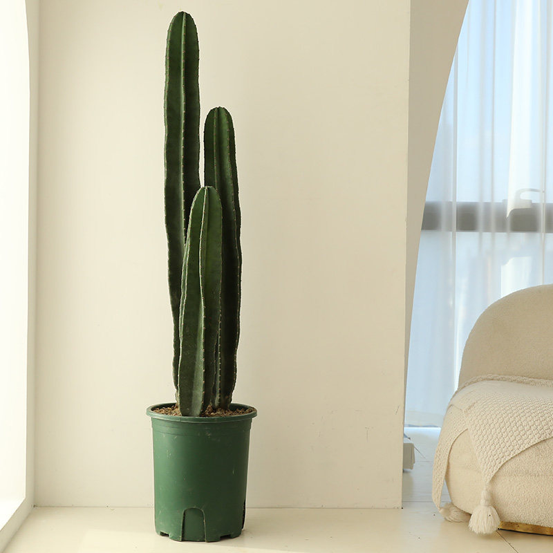 量天尺仙人柱非洲沙漠耐寒仙人掌多肉植物北欧风客厅室内大型绿植