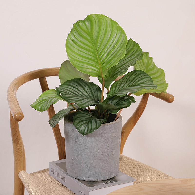 双木林青苹果竹芋网红ins植物办公桌面盆栽净化空气常青北欧绿植