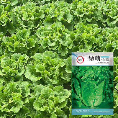 深绿型耐热意太利生菜王