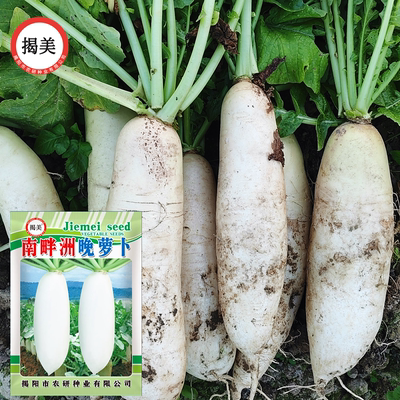 早萝卜种子白萝卜高产南畔洲13号