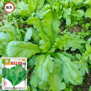 揭美大花叶茼蒿种子 大叶茼蒿籽 秋播蔬菜种子易种农业菜籽