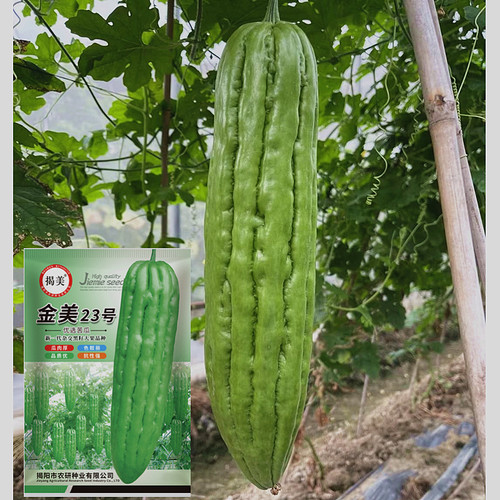 揭美苦瓜种子杂交一代高产品种