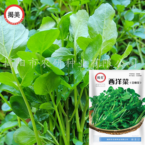 揭美西洋菜种子西洋菜籽