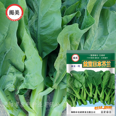 揭美杂交耐热益宝日本芥兰种子 茎圆粗壮厚叶好吃芥兰籽 蔬菜种子