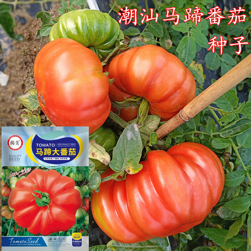 揭美潮汕老种马蹄番茄种子 西红柿种子 老品种大番茄籽 蔬菜种子