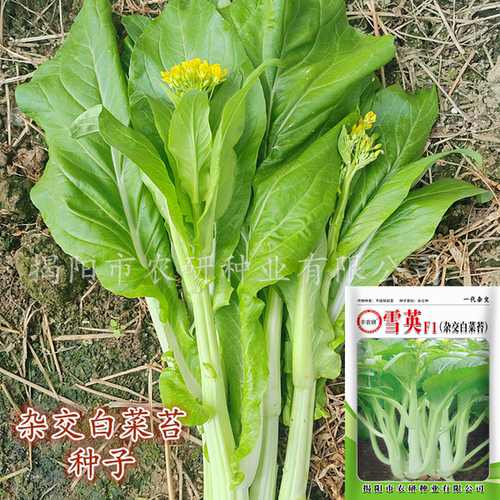 杂交白菜苔种子多芽型甜白菜心