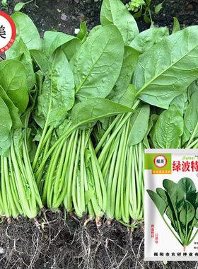 揭美杂交绿叶菠菜种子 耐热耐抽苔油绿菠菜籽 农业阳台蔬菜种子