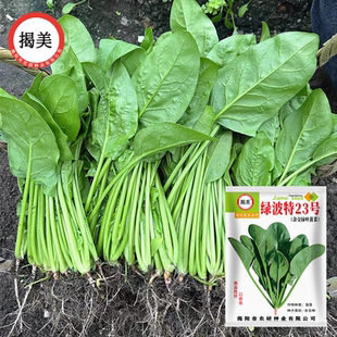 揭美杂交绿叶菠菜种子 耐热耐抽苔油绿菠菜籽 农业阳台蔬菜种子