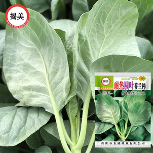 揭美耐热圆叶芥兰种子 夏秋种植好吃芥蓝籽 阳台大田高产蔬菜种子