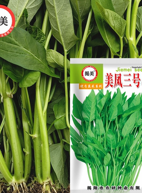 三叉大叶阳台春夏空心菜种子