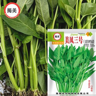 三叉青大叶空心菜种子 青粗梗大叶空心菜 农业阳台春夏秋易种蔬菜