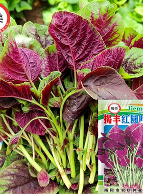 阳台盆栽四季苋菜种子