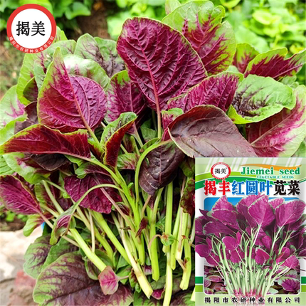 揭美红圆叶苋菜种子 红苋菜籽 阳台盆栽农田种植四季蔬菜种子