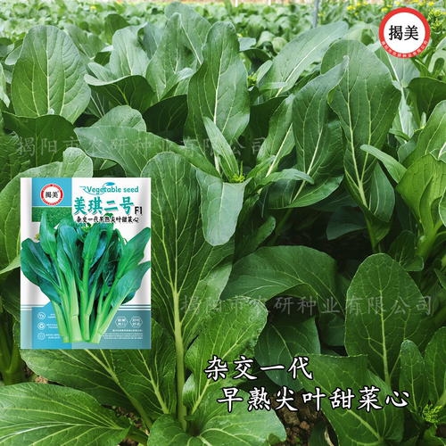 美琪二号杂交甜菜心种子 早熟无渣甜脆尖叶油青菜心 蔬菜种子10克