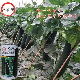 丰农研杂交一代铁心黑导弹冬瓜种子 蔬菜种子 东瓜籽 心腔小F1代