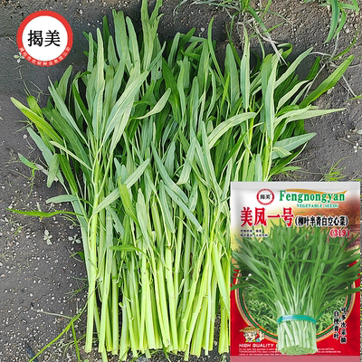 白梗青叶半青白空心菜种子