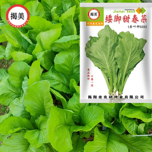 40克矮脚甜春菜种子 速生四季矮春菜芥菜500克装种植蔬菜种子