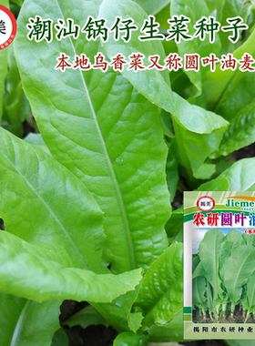 潮汕锅仔生菜种子 揭阳圆叶油麦菜 鹅仔菜种子 本地乌香菜籽