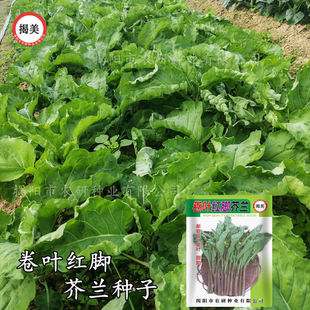 揭美卷叶红脚芥兰种子 秋播芥蓝蔬菜种子10克 甜脆皱叶红脚芥兰籽